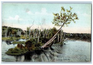 Scenic View Of Songo River Maine ME, Trees Nature Scene Antique Postcard 