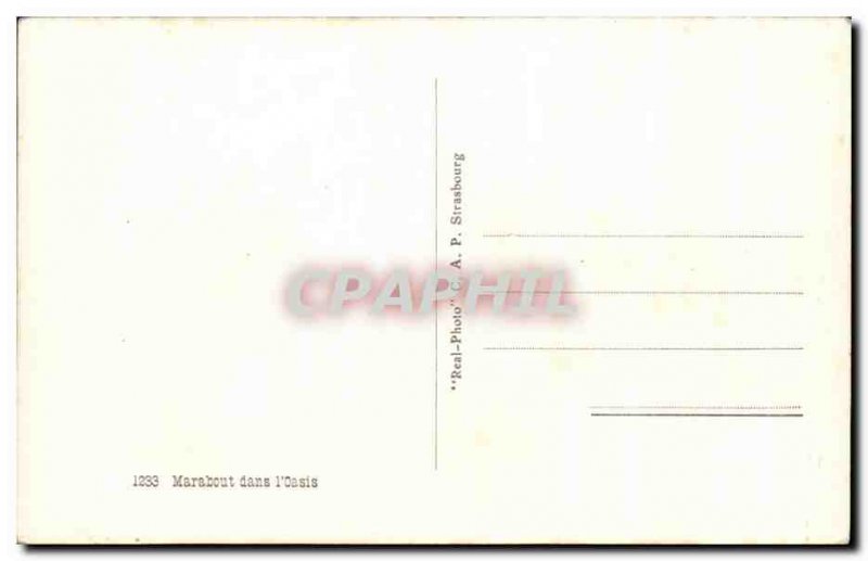 Old Postcard Marabout in I oasis Donkey Donkey