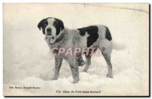 Old Postcard Dog Petit Saint Bernard Dogs