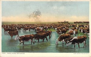 Old West, Cattle Drive, Watering, Cowboys, Detroit Publ Co, 9240,  Old Postcard