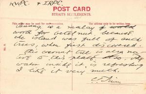 Singapore Coaconut Tree Coconut? Antique Postcard (J30282) 