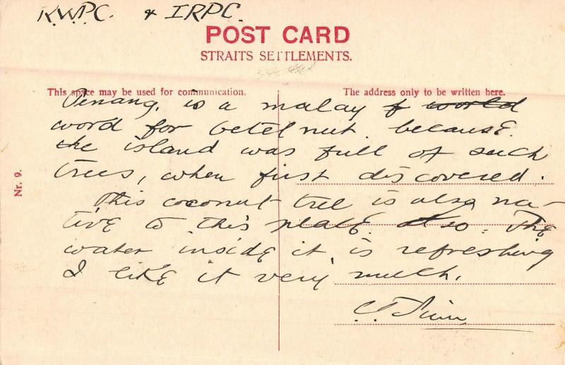 Singapore Coaconut Tree Coconut? Antique Postcard (J30282) 