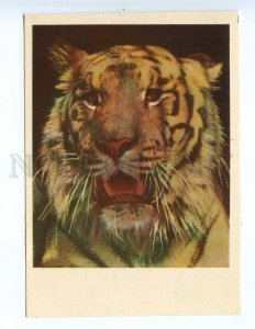 237884 RUSSIA Moscow ZOO tiger old postcard