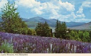 NH - Jefferson. Lupines and the Presidential Range