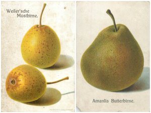B585 Unit of 2 pomological views pears variety Mostbirne & Amanlis Butterbirne