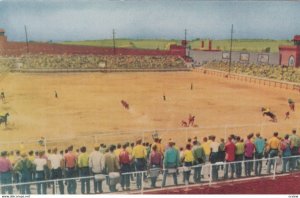 Oklahoma Prison Rodeo, 50-60s ; The Mad Scramble