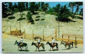 MT. BALDY, CA California ~ BURRO TRAIN at 7800 ft. Elevation c1950s  Postcard