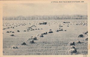 STUTTGART, Arkansas, PU-1944; A Typical Rice Field