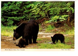 Black Bear and Cubs, L'Ours Noir, Canada