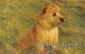 Norwich Terrier Salmon Watercolour Dog Unused 