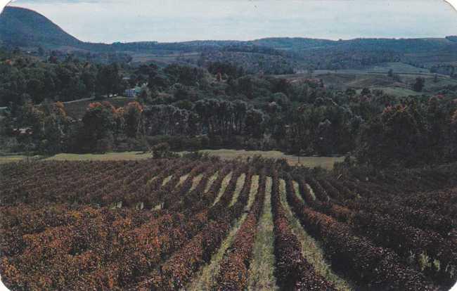 Grape Vines on Hills at Naples NY, New York