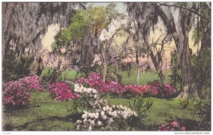 CHARLESTON, South Carolina, 1900-1910's; Magnolia Gardens