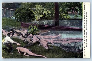 1910 Jacksonville Florida FL Postcard Young Alligator Joe. Mesmerizing Wild Farm