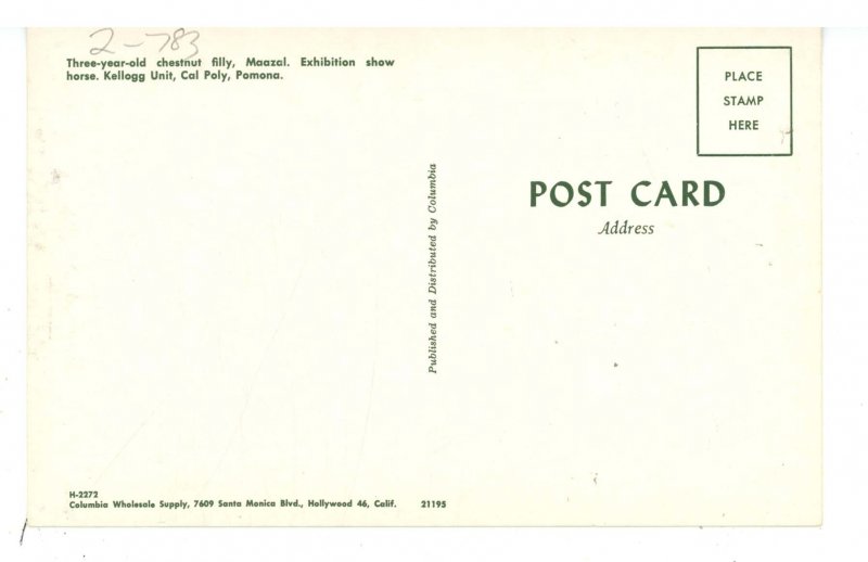 Horses/Equine - Maazal Chestnut Philly