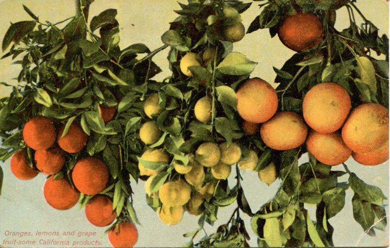 California - Oranges Lemons Grapes - California Fruit - 1915's Postcard - 474