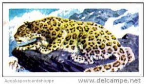 Brooke Bond Trade Card Asian Wildlife No 14 Snow Leopard