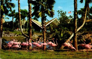 Florida Tampa Busch Gardens Flock Of Colorful Flamingos