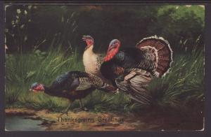 Thanksgiving Greetings,Turkeys Postcard