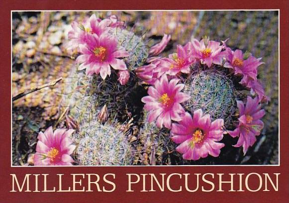 Millers Pincushion Cacti Flowers