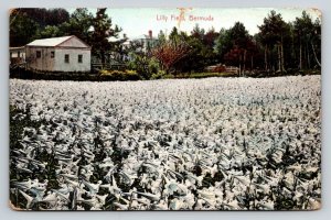 Lilly Field    Bermuda   Postcard