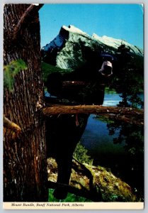 Black Bear, Mount Rundle, Banff National Park, Alberta, Chrome Postcard