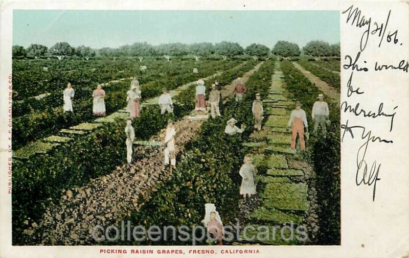Fresno, California, Picking Raisin Grapes, Farm Scene, 1906 PM, EP Charlton & Co