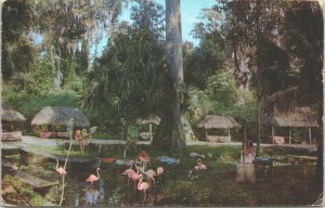 USA Florida Silver Springs Chrome Postcard 03.47