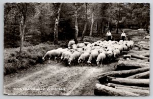 Netherlands Holten Flock of Sheep in the Holterberg RPPC Postcard M34