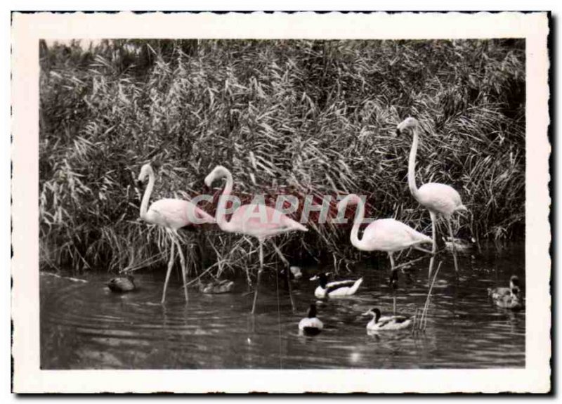 Modern Postcard Saintes Maries sea Flemings Roses