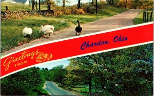 Greetings from Chardon, Ohio, Banner Lusterchrome Postcard, geese, roadway