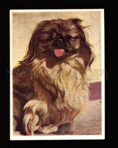 002510 Lovely PEKINGESE Portrait Old color PC