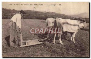 Old Postcard hitch Oxen Plowing