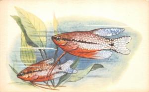 B27626 fish poisson animal animaux russia