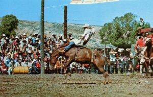 Western Rodeo - Bucking Bronco