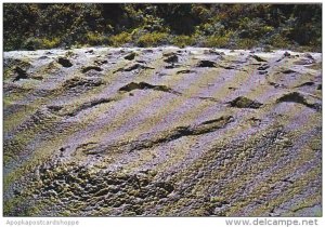 New Zealand Frog Pond Boiling Mud Whakarewarewa Rotorua