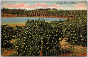 Miami Beach Florida, 1957 Large Grapefruit Grove, Fruit Trees, Vintage Postcard