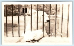 RPPC  TACOMA, Washington WA ~ Polar Bear PT. DEFIANCE PARK Ellis #1252 Postcard