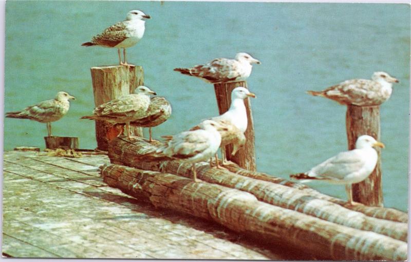 Sea Gulls at rest on old pier, Cape Cod, Massachusetts