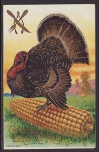 Thanksgiving,Turkey on Corn Postcard