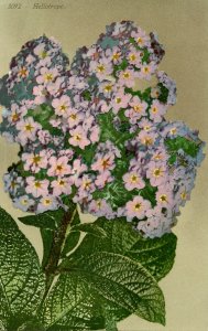 Flowers -  Heliotrope                             (Edward H. Mitchell #3092)