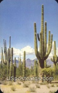 Saguaro Forest, Arizona      ;     Saguaro Forest, AZ 