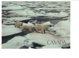 Large 5 X 7 inch, Polar Bears of Ice Flows, Arctic Hopscotch, Canada