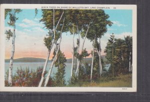 NEW YORK, LAKE CHAMPLAIN, MALLETT'S BAY, BIRCH TREES, 1930 ppc., used.