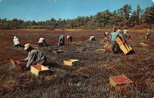 Cranberry Picking Time Cape Cod, Massachusetts, USA Unused 