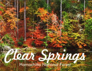 Autumn Clear Springs, Homochitto  NF, Mississippi Gallery Quility Postcard