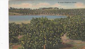 Trees A Large Grapefruit Grove In Florida 1946 Curteich