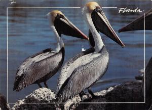 BG13863 florida brown pelicans bird oisseaux  usa