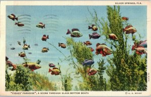 Silver Springs Florida Fishes Paradise Florida Linen Postcard Posted 1943