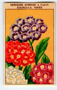 1920's Flower Art Print VERVEINE Lithograph Original Vintage For Seed Pack