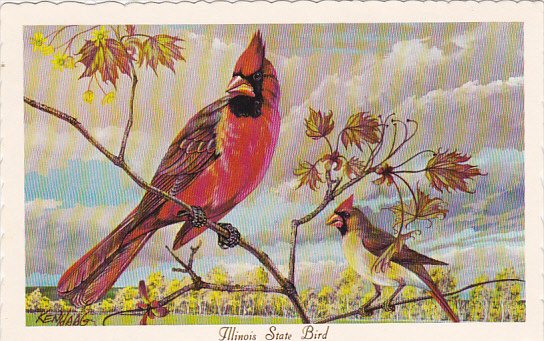 Cardinal Illinois State Bird